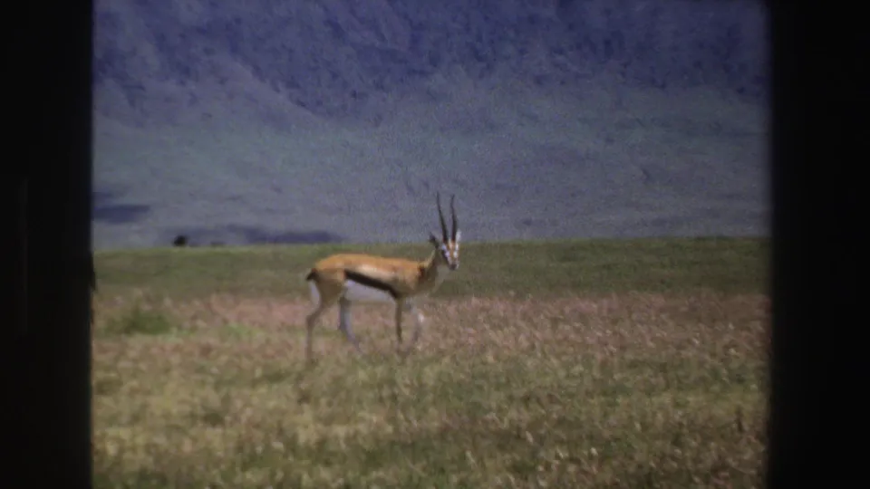 1969 South Africa 8mm frame showing a lone antelope in profile on grassland beneath distant mountains.
