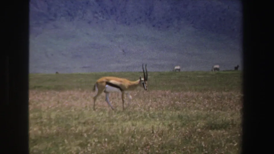 1969 South Africa home-movie frame with an antelope grazing in the foreground and distant animals along the savanna horizon.