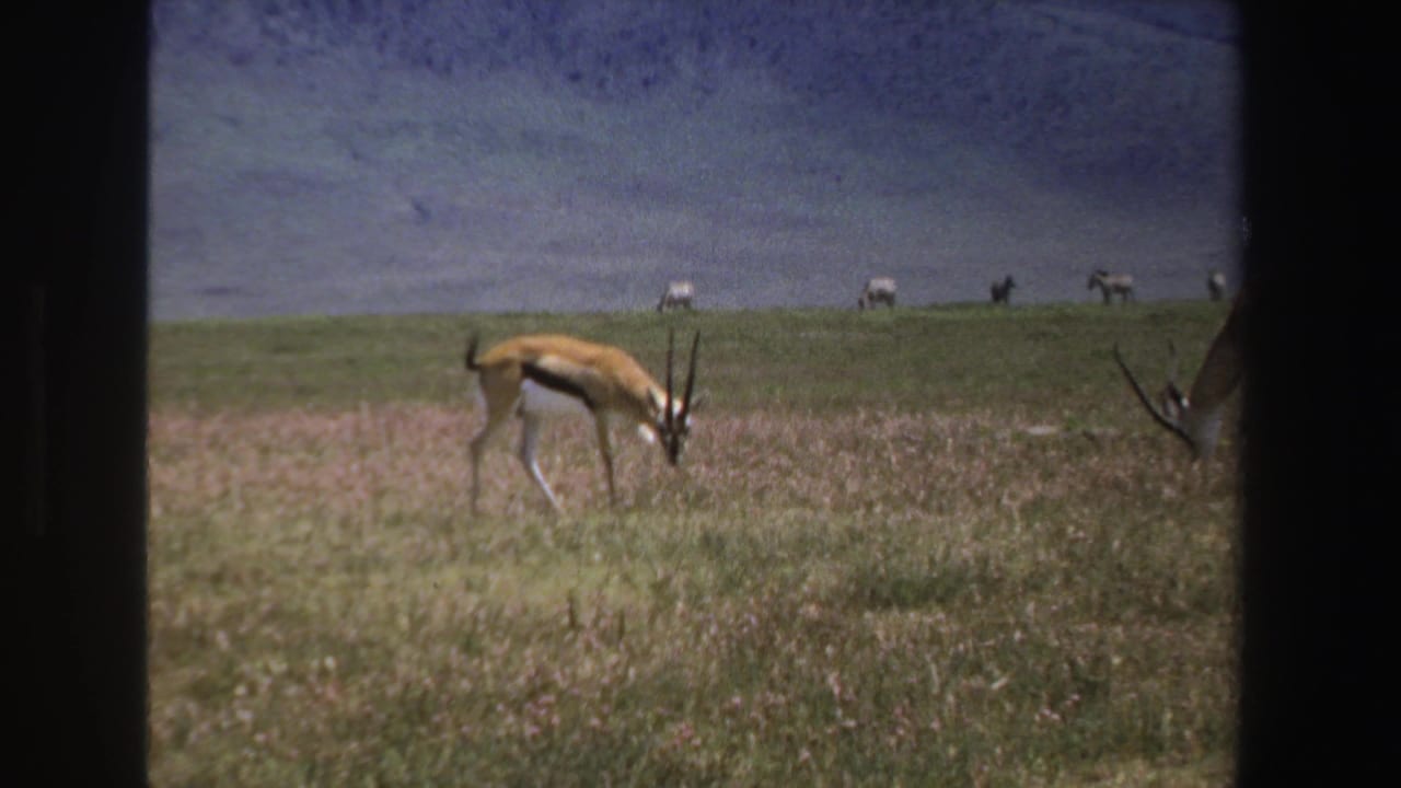 Antelope grazing in dry grassland with a mountain slope in the distance.