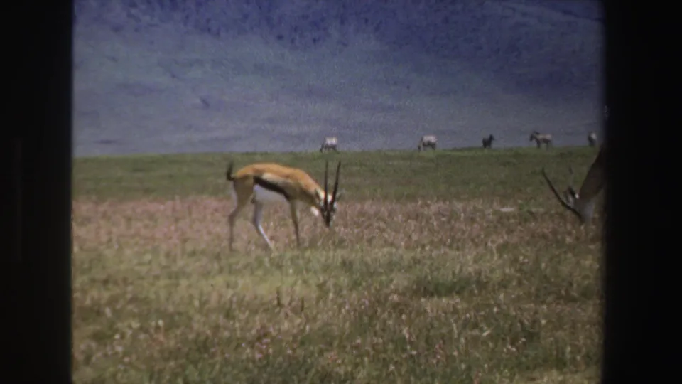 1969 South Africa 8mm frame showing an antelope grazing in dry grassland with distant animals and a mountain backdrop.