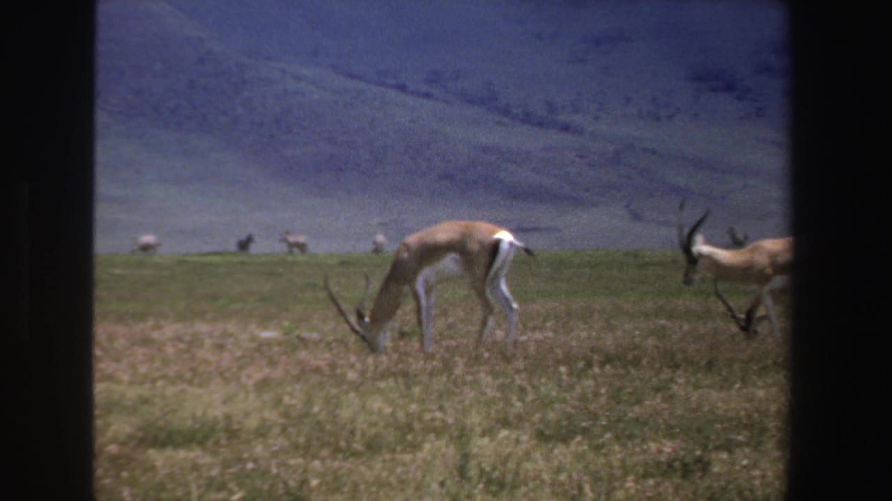 Several antelopes graze across an open plain with mountains behind them.