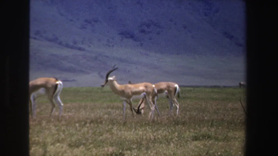 1969 South Africa 8mm frame showing antelopes grazing and standing in dry grassland beneath a blue-toned mountain slope.