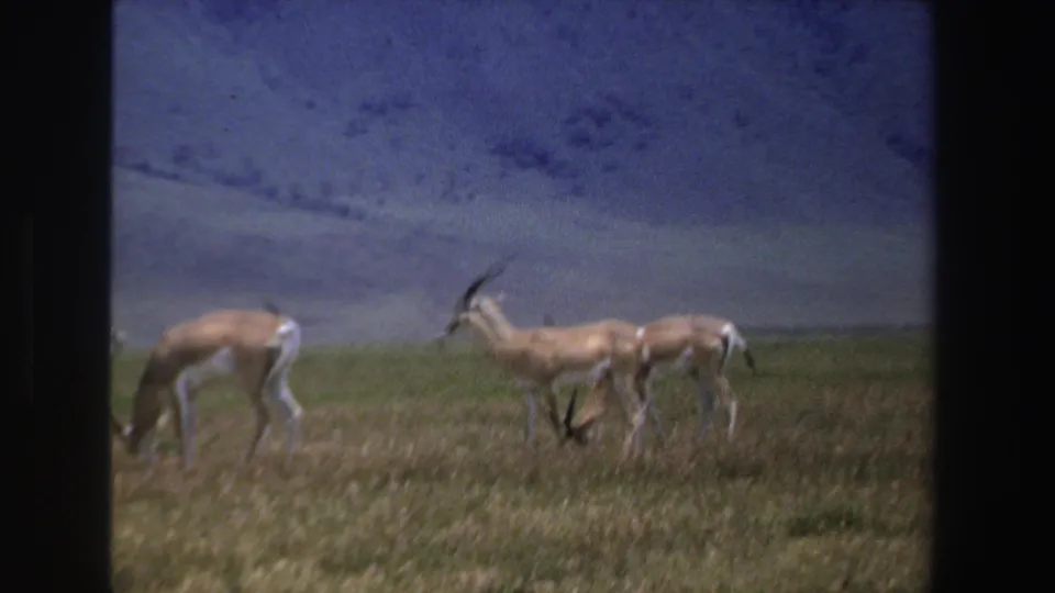 1969 South Africa 8mm frame of antelopes clustered in dry grassland, with a broad mountain slope behind them.