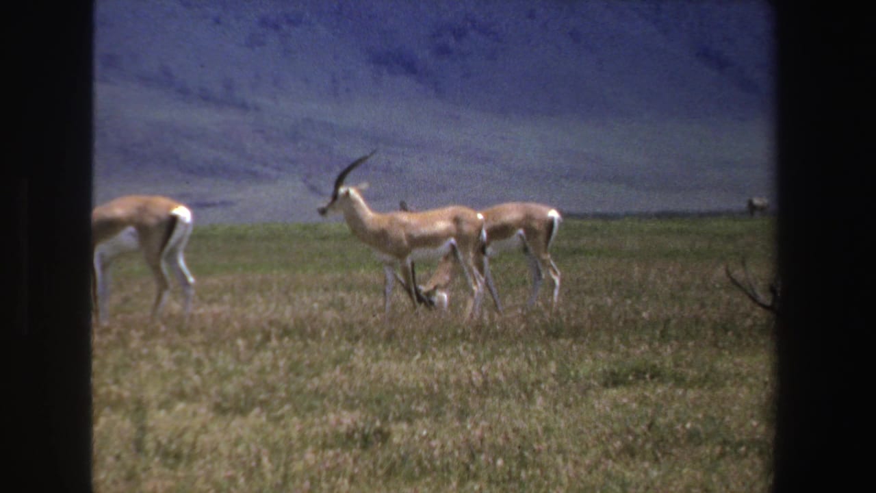 Antelope grazing on open grassland with mountains in the distance.