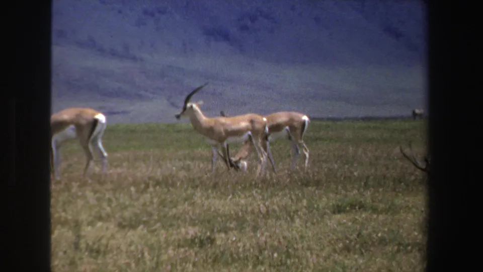 1969 South Africa 8mm frame showing several antelope on a grassy plain with distant mountains and dark film-frame edges.