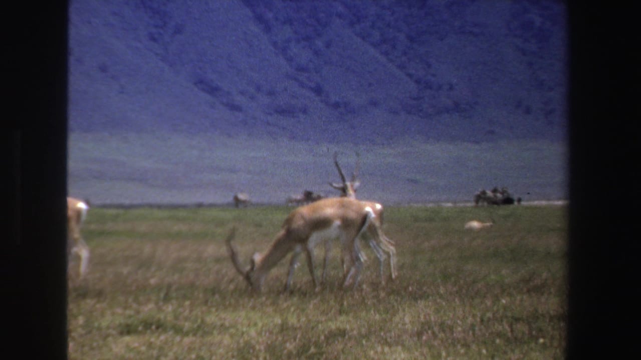 1969 South Africa home-movie frame of a horned antelope grazing, with open grassland, mountains, and small distant figures or vehicles.