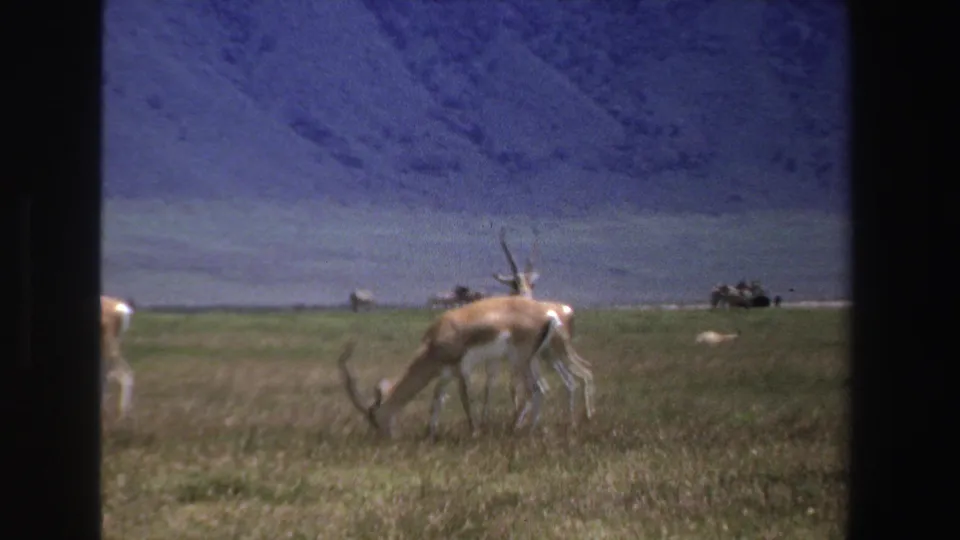1969 South Africa home-movie frame of a horned antelope grazing, with open grassland, mountains, and small distant figures or vehicles.