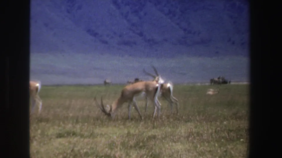 1969 South Africa 8mm frame with two antelope in grassland, one grazing and one standing, against a hazy mountain backdrop.