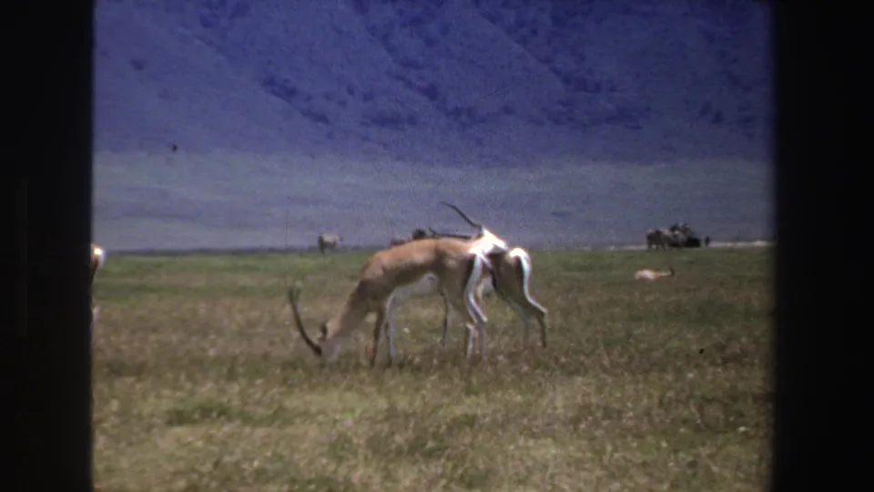 1969 South Africa 8mm frame showing antelope grazing in open grassland, with distant mountains and possible far-off safari vehicles.