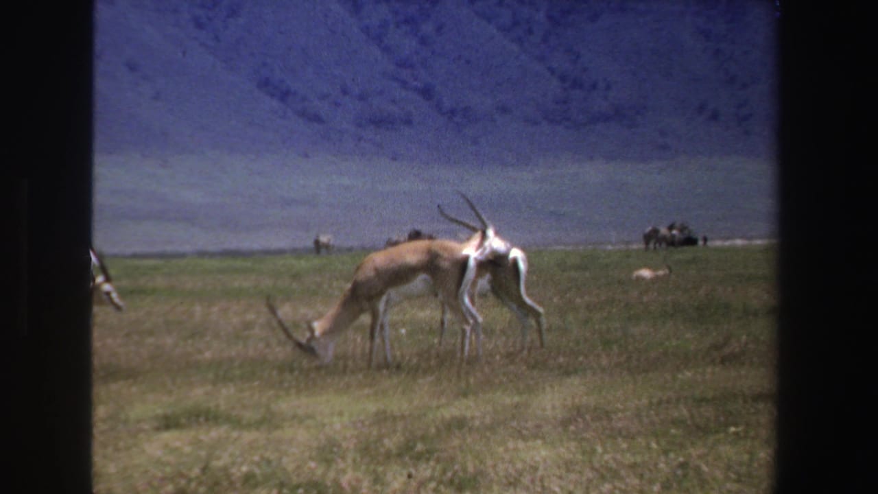 Antelope graze in a grassy field with a hazy mountain slope behind them.