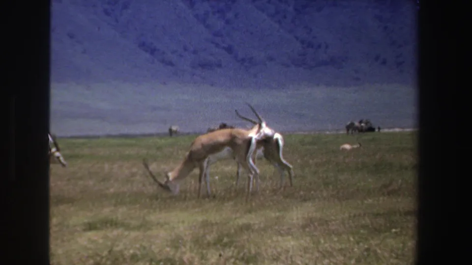 1969 8mm South Africa footage showing antelope grazing on open grassland with distant animals and a mountain backdrop.