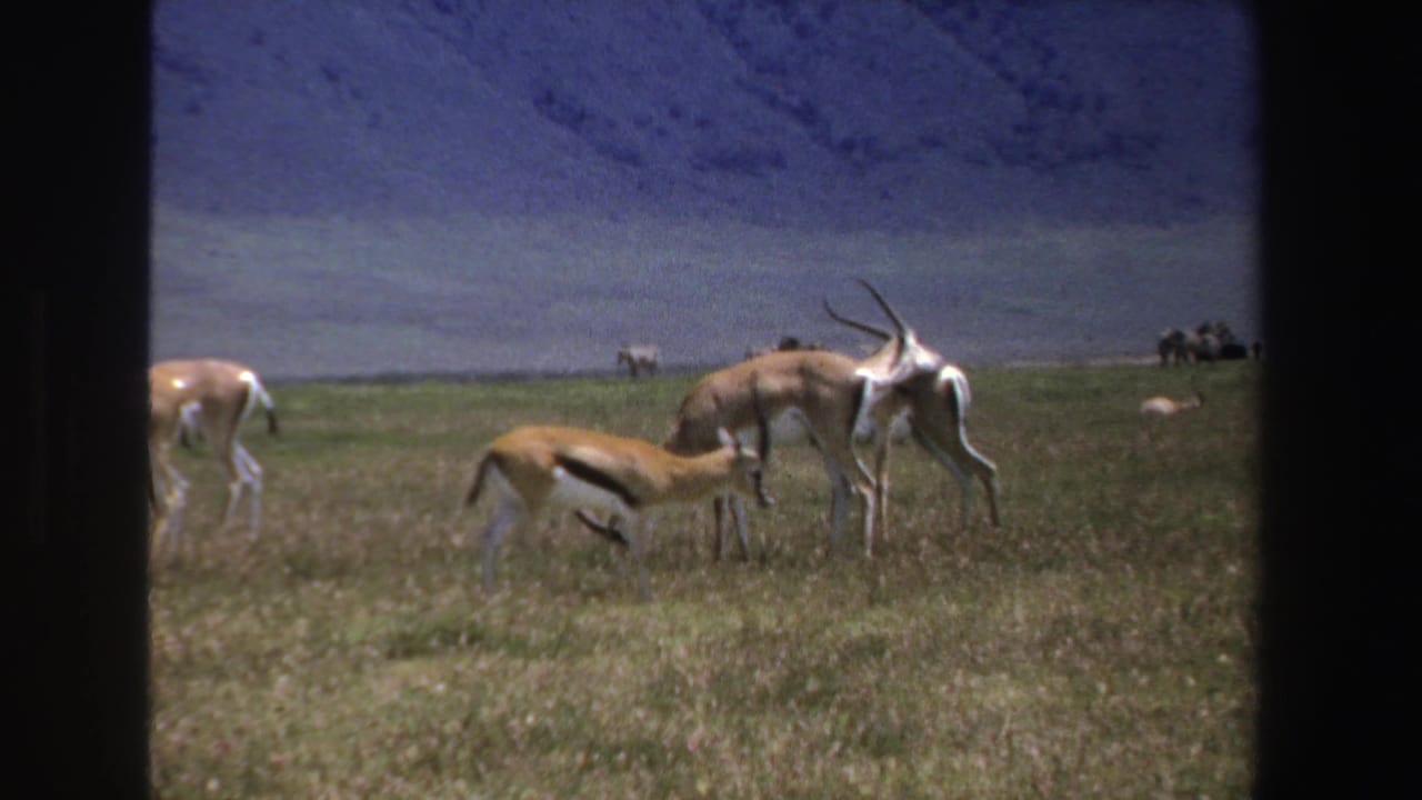 Antelope graze in 1969 South Africa home-movie footage, with small distant human figures and animals visible near the horizon.