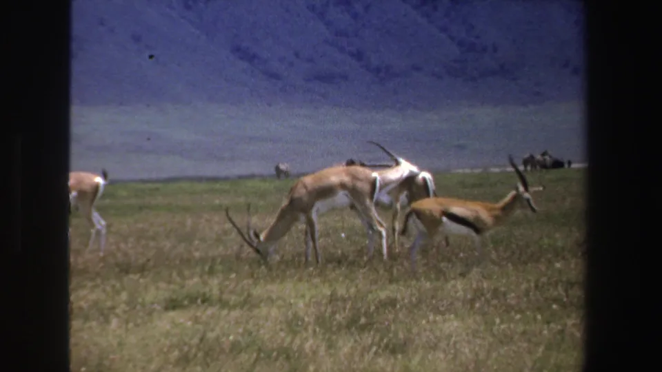 Home-movie frame from South Africa in 1969 showing antelope grazing in tall grass with distant figures and animals beyond.