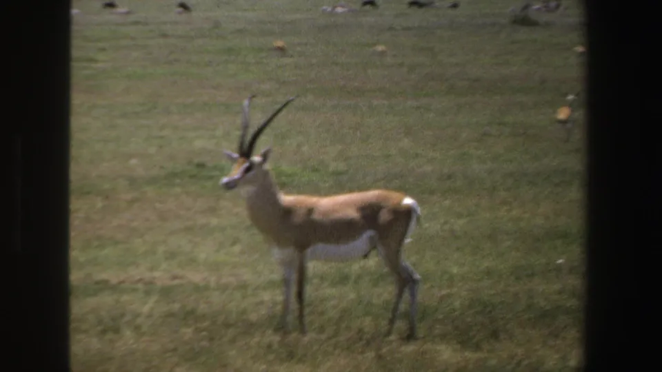 A horned antelope stands on open South African grassland in 1969 8mm footage, with scattered distant animals behind it.