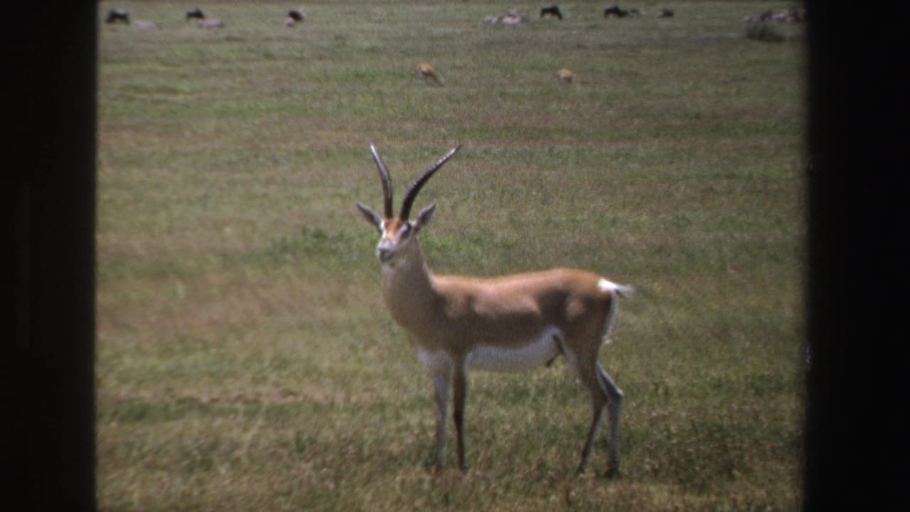 Horned antelope standing in profile on open grassland.