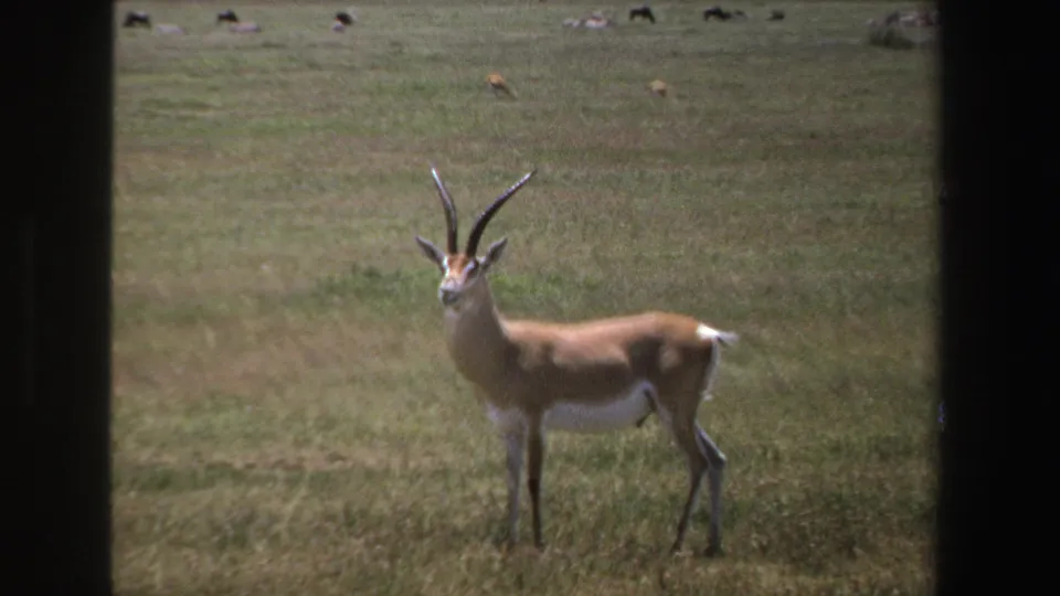 A horned antelope stands alert in profile on South African grassland in 1969 8mm home-movie footage.