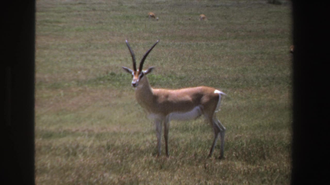 A side-on antelope with long horns pauses in South African grassland, framed by dark vertical edges.