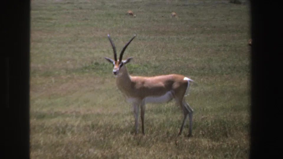 A side-on antelope with long horns pauses in South African grassland, framed by dark vertical edges.