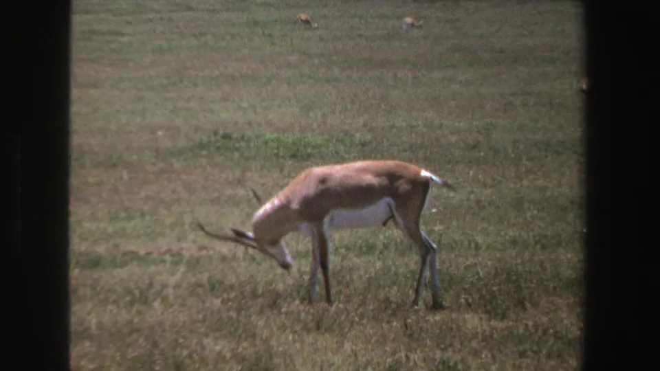 The antelope lowers its head toward the grass while grazing on the South African plain.