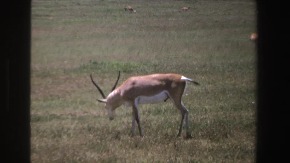 A horned antelope continues grazing near a dark frame edge in 1969 South Africa wildlife footage.