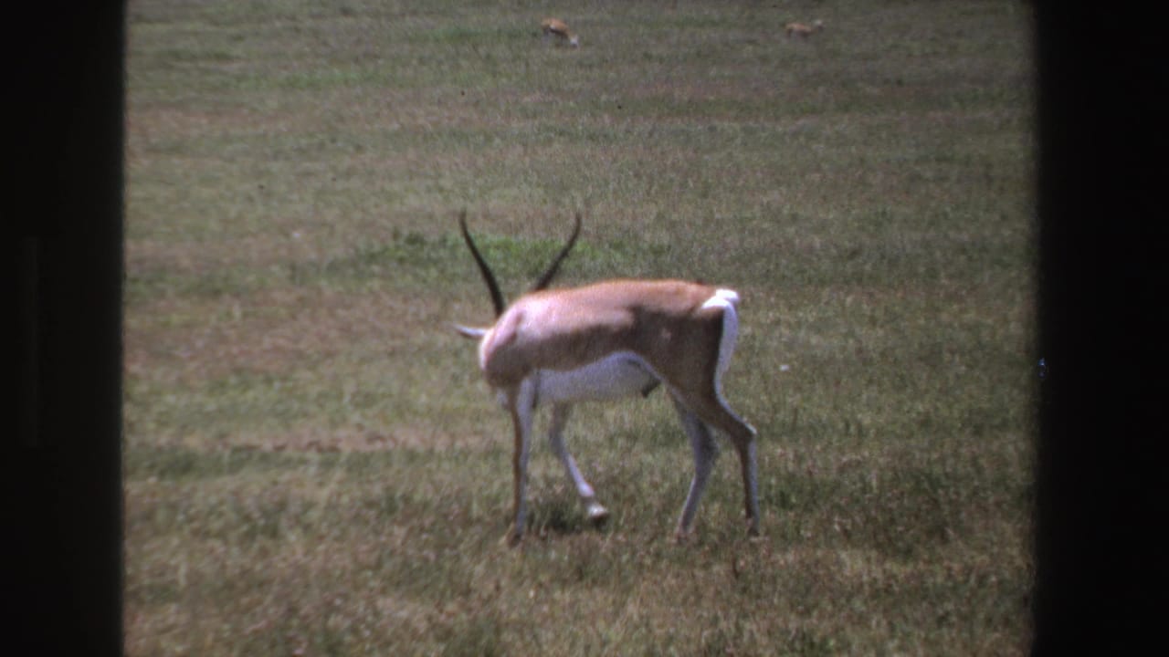 Antelope grazing in open grassland, partly framed by dark vertical borders.