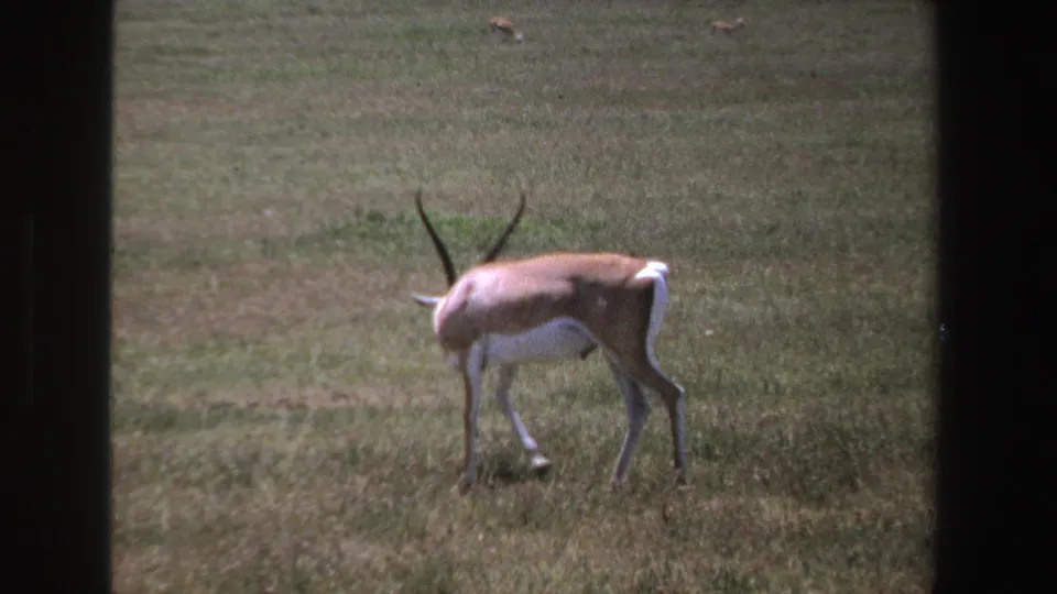 1969 South Africa 8mm frame showing a horned antelope grazing in savanna grass, with dark window or frame edges visible.