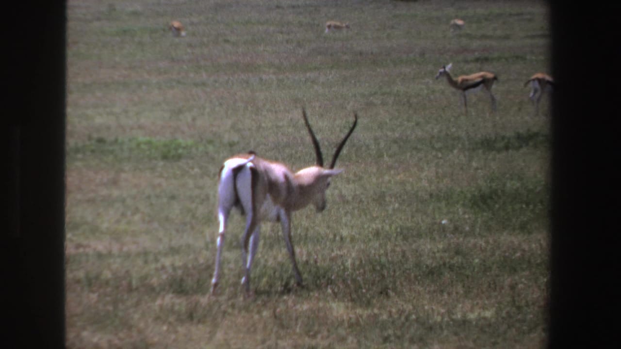 1969 South Africa home-movie frame with a foreground antelope grazing and distant antelope on the savanna.