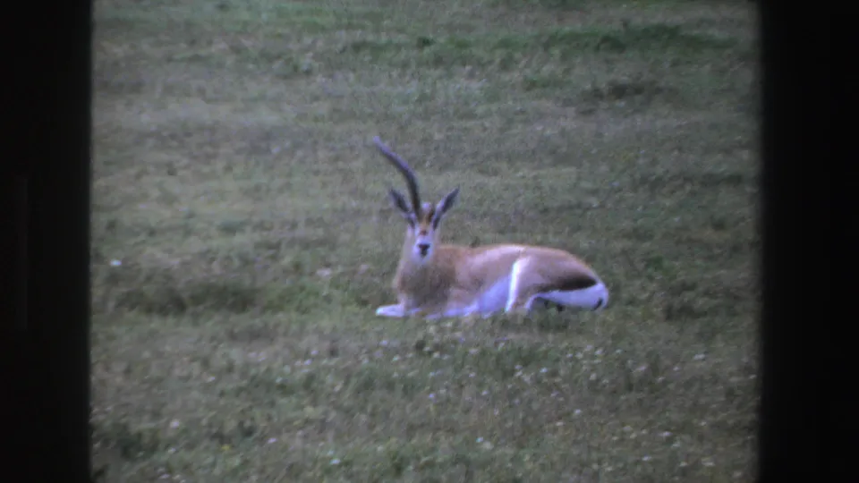 1969 South Africa 8mm frame showing a horned antelope lying in savanna grass and facing the camera.