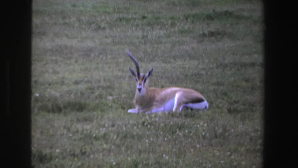 1969 South Africa home-movie frame of a resting horned antelope in savanna grass with dark framing at the edge.