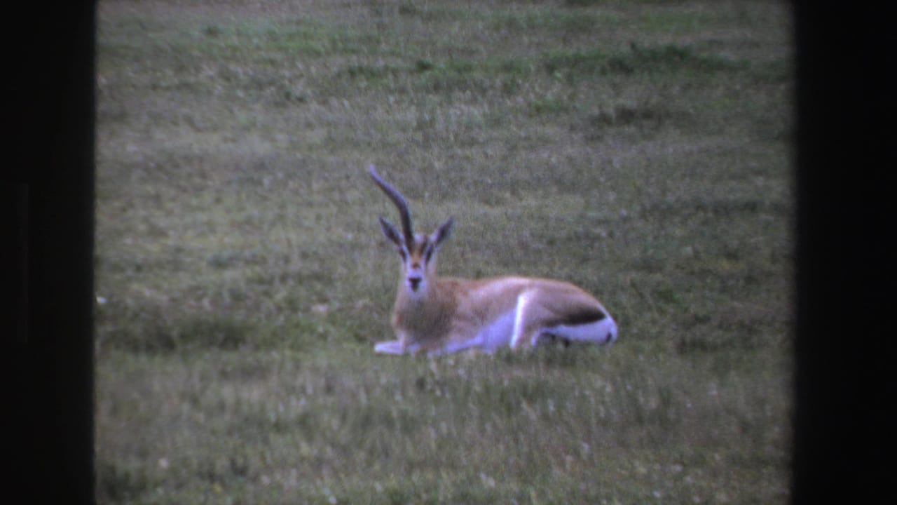 Horned antelope lying in grass, facing toward the camera.