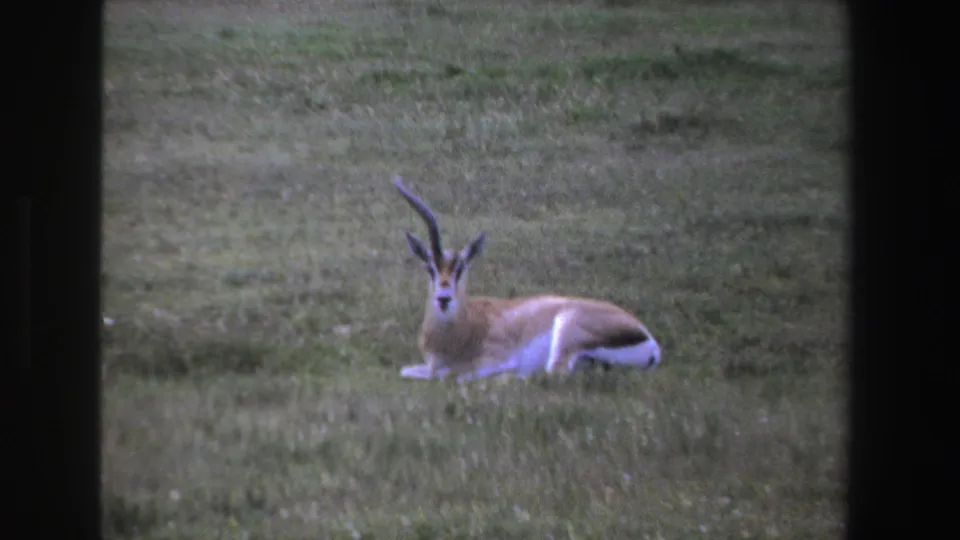 1969 South Africa 8mm frame of a horned antelope resting in open grassland and looking toward the camera.