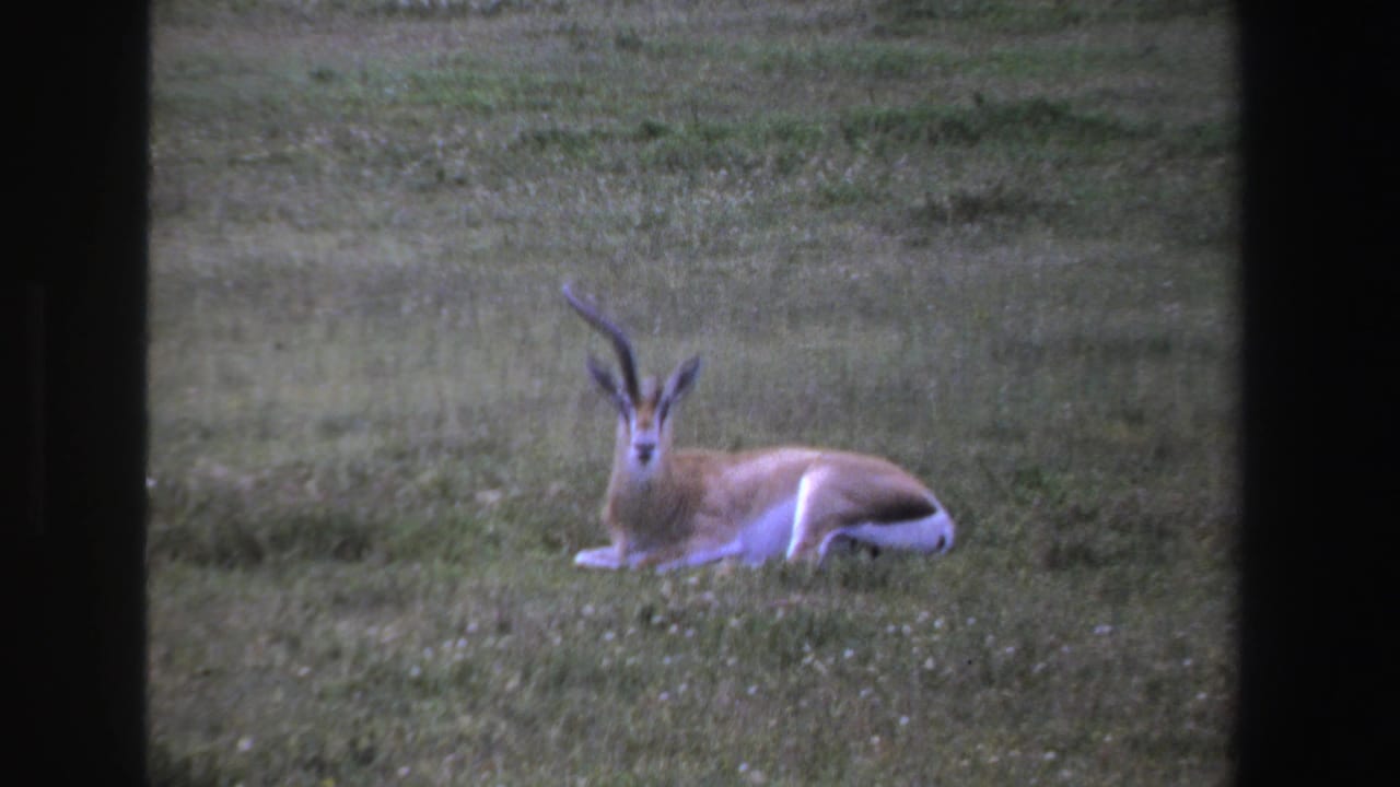 1969 South Africa 8mm frame showing a resting antelope with long curved horns in a grassy field.