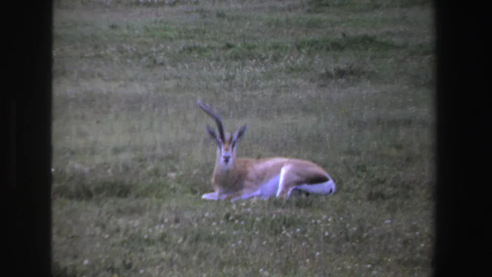 1969 South Africa 8mm frame showing a resting antelope with long curved horns in a grassy field.