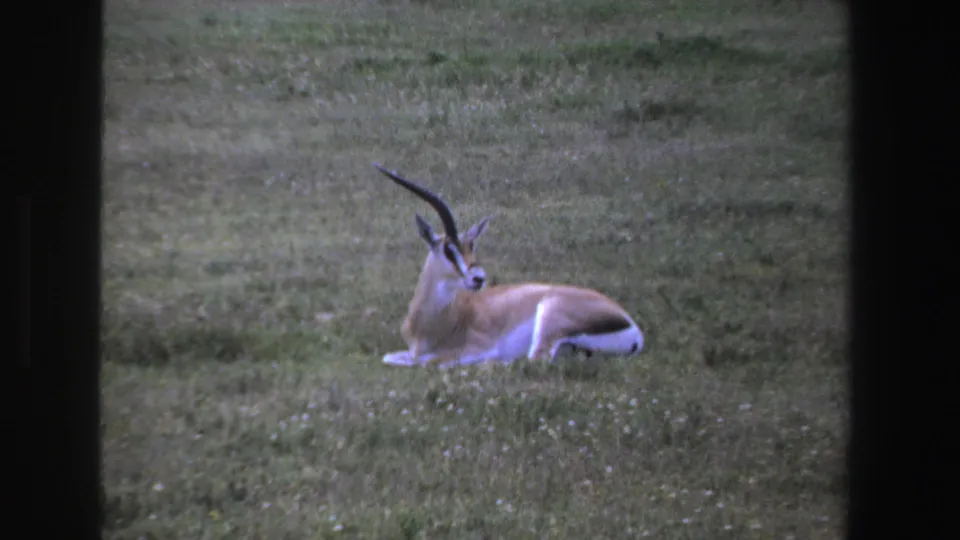1969 South Africa 8mm frame of a horned antelope lying in grass while looking away from the camera.