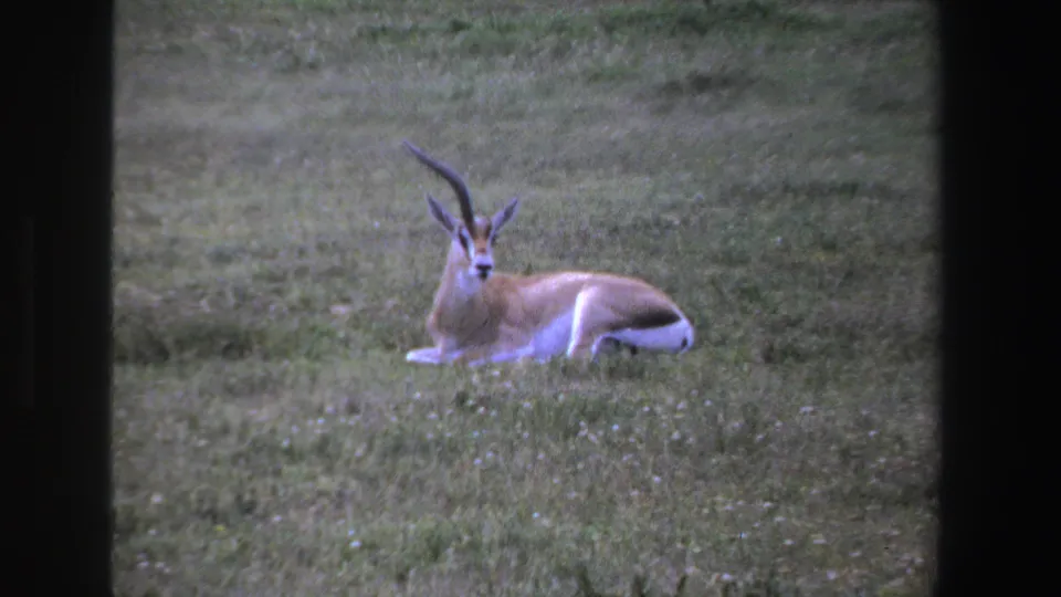 1969 South Africa 8mm frame with a horned antelope lying calmly in open grassland near the film edge.