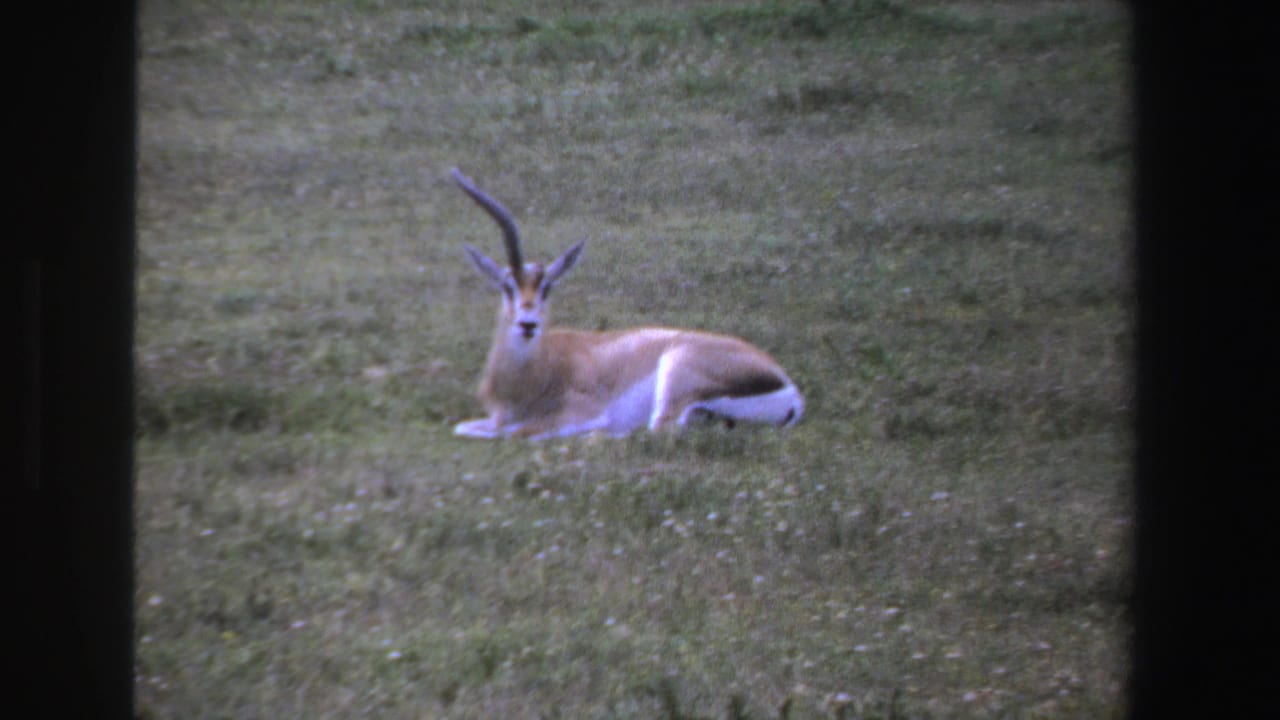 Horned antelope lying in a grassy field within dark 8mm frame borders.