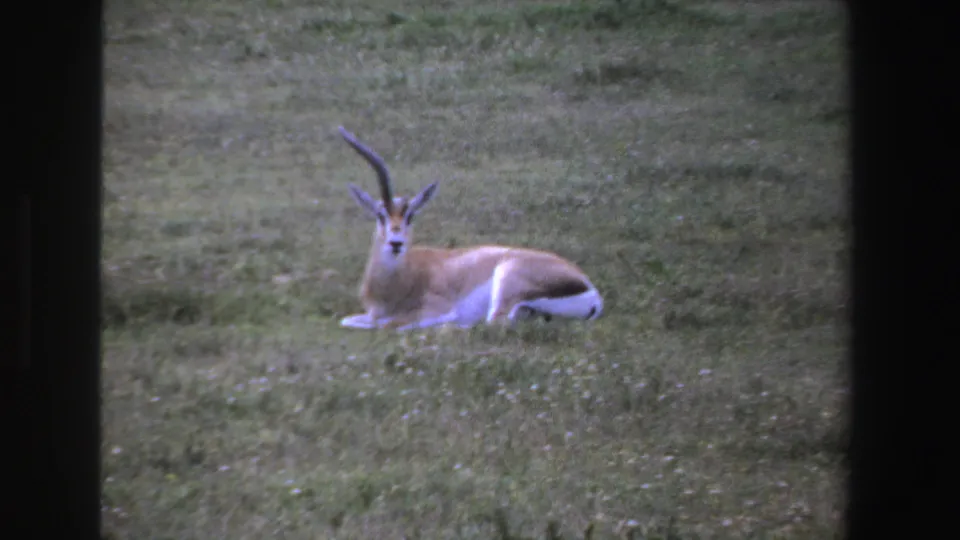 1969 South Africa 8mm frame showing a horned antelope resting in grass, viewed from a distance with soft focus and dark film edges.