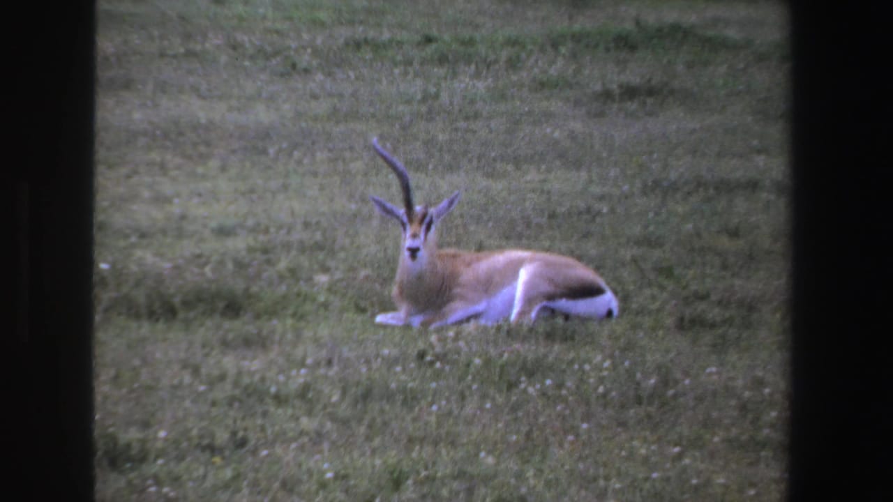1969 South Africa home-movie frame with a horned antelope lying calmly in grass, its head raised toward the camera.