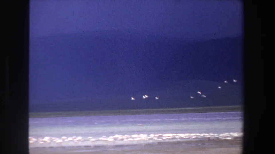 1969 South Africa 8mm frame showing a loose flock of white birds over deep blue lake water, backed by distant hills and shoreline glare.
