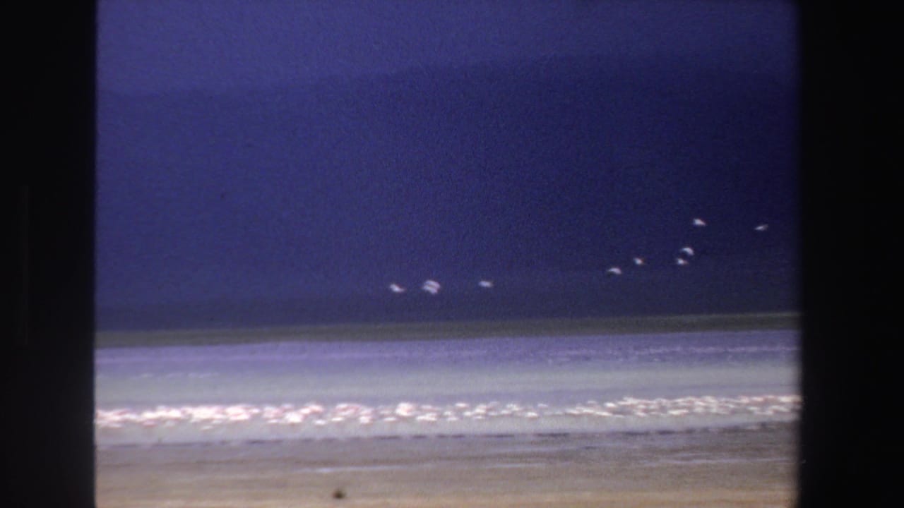 White birds fly above a bright lake with distant hills under a deep blue sky.