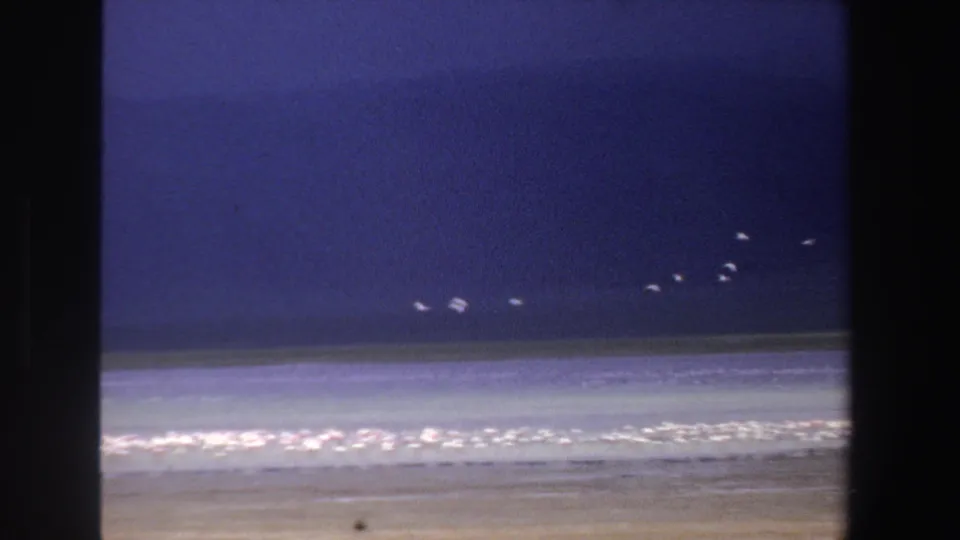 1969 South Africa 8mm frame showing white birds over shimmering water, with hills on the horizon and dark film gate edges.