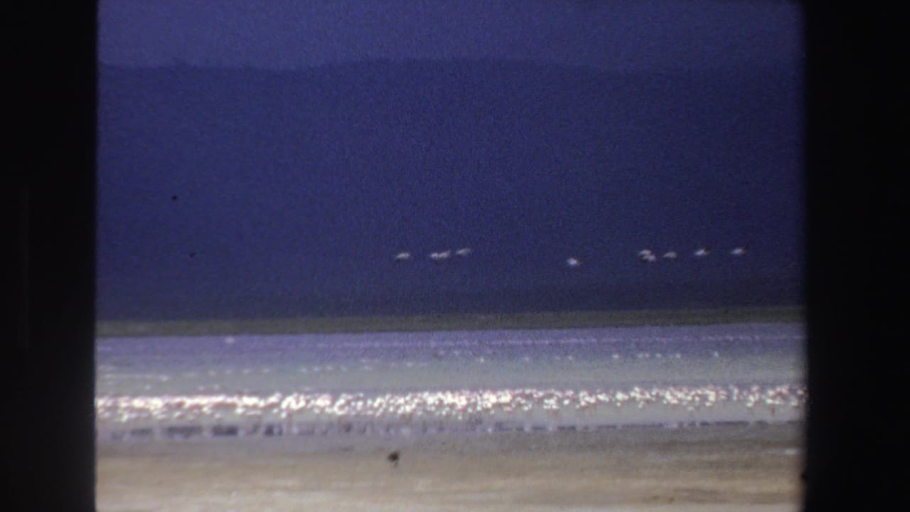 1969 South Africa 8mm frame with distant white birds in flight, a bright lake surface, and a long band of birds near shore.