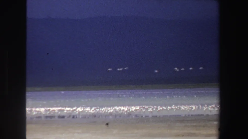 1969 South Africa 8mm frame with distant white birds in flight, a bright lake surface, and a long band of birds near shore.