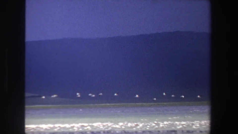 1969 South Africa 8mm frame of white birds spread across the horizon above a shimmering lake and distant hill line.