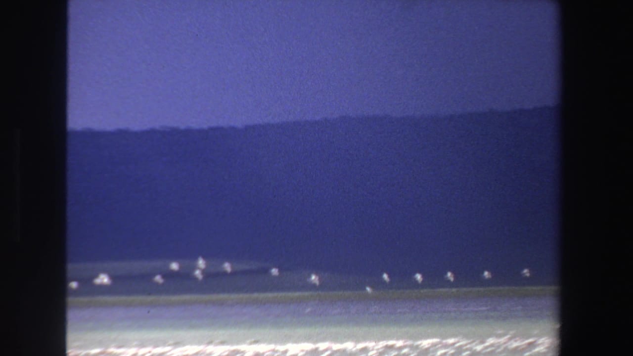 White birds over pale coastal water with a dark mountain ridge in the distance.