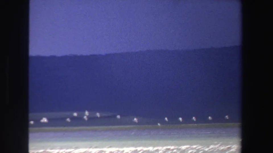 1969 8mm home-movie frame of white birds crossing calm coastal water, with a dark South African mountain ridge beyond.