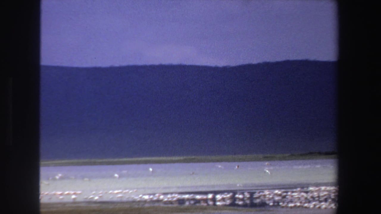 1969 South Africa 8mm frame showing flamingos along a pale lakeshore beneath a dark hillside and purple-tinged sky.