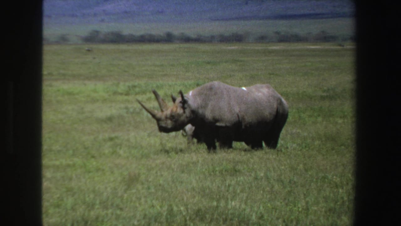 Black rhinoceros grazes in open grassland with hills behind it.