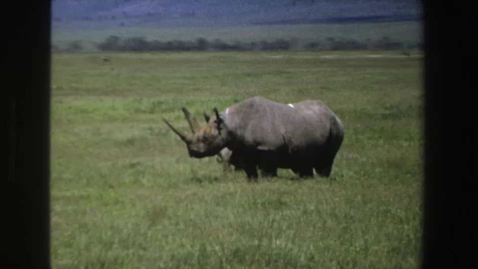 1969 South Africa 8mm frame showing a black rhinoceros standing in tall grass on an open plain below distant hills.