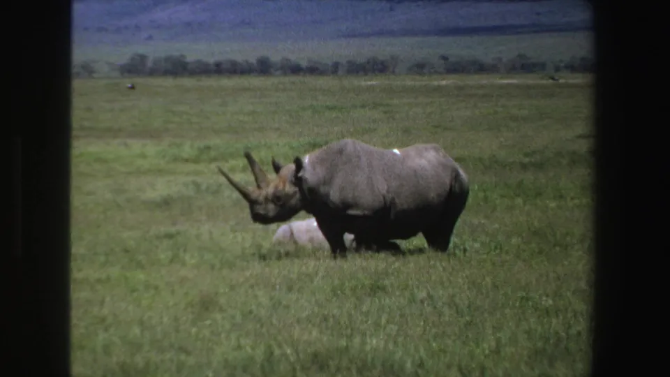 1969 South Africa 8mm frame showing a black rhinoceros moving across grassland, with distant hills and a pale object partly obscured behind it.